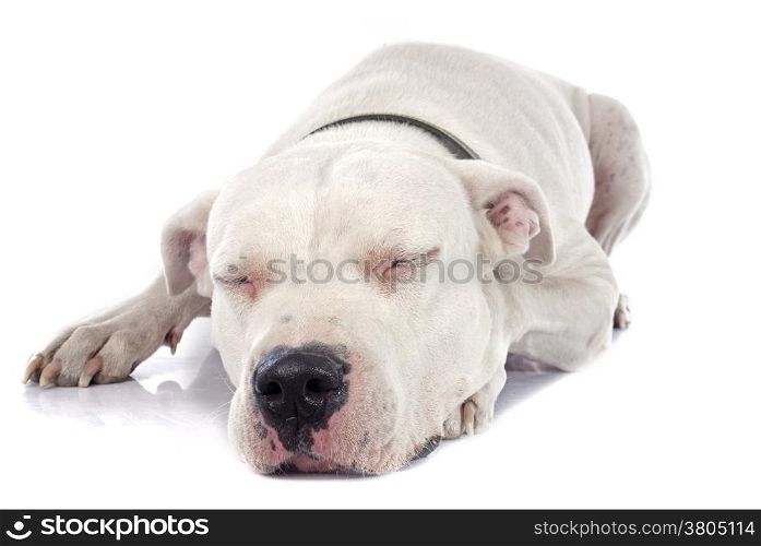 argentinian dog in front of white background