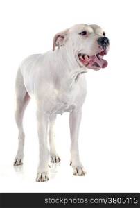 argentinian dog in front of white background