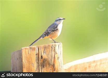 Argentinian lark perched on a pole