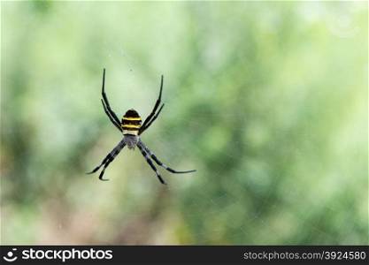 Argiope sp. spider from South Korea. Argiope sp. spider from South Korea close to Yeosu in its spider web