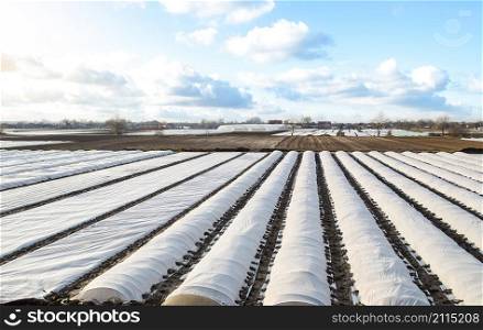 Arial top view of a potato plantation lined with white spunbond spunlaid nonwoven agricultural fabric. Planting potatoes under spunbond. Create a greenhouse effect for care and protection