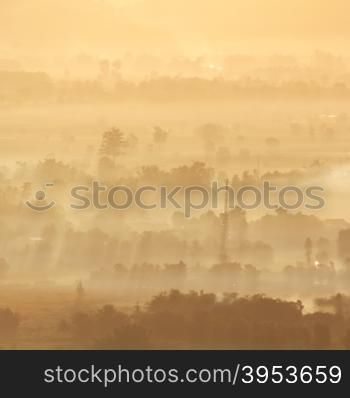 Arial view forest with sunrise