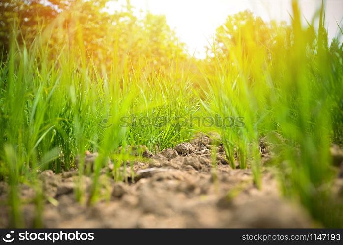 Arid green rice field / Cracked ground dry land during the dry season in rice field agriculture area natural disaster damaged agriculture - soil dry mud arid