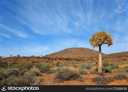 Arid mountain landscape with quiver trees (Aloe dichotoma), Northern Cape, South Africa