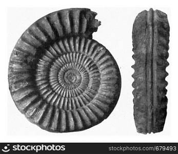 Arietites, Lower Jurassic Ammonite of N. Germany, vintage engraved illustration. From the Universe and Humanity, 1910.