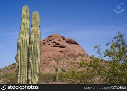 Arizona Desert Landscape Red Rocks with Cactus Natural Setting
