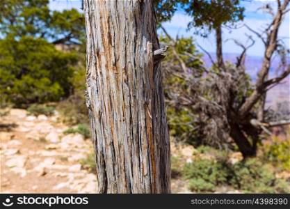 Arizona Grand Canyon Juniper tree trunk texture in USA