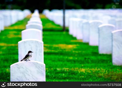 Arlington National Cemetery Virginia VA near Washington DC United States