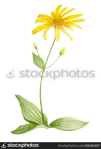 Arnica flower. Handmade watercolor painting illustration on a white background. For postcards, decoration.. Arnica flower watercolor