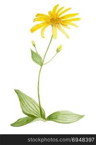 Arnica flower. Handmade watercolor painting illustration on a white background. For postcards, decoration.. Arnica flower watercolor