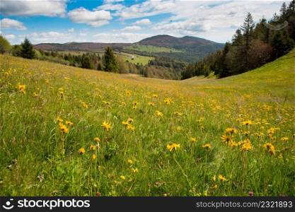 Arnica flowers in the heights of the vosges mountains in france