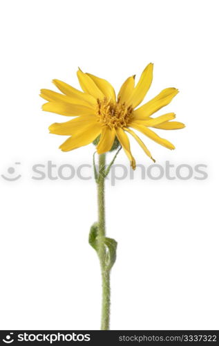 Arnica Montana flower on white background