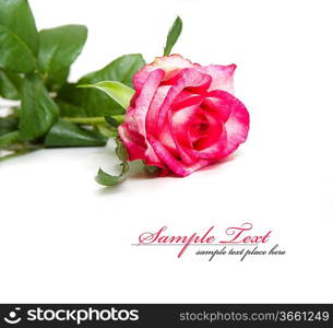 aroma, background, beautiful, beauty, blossom, bouquet, bud, card, center, close, close-up, closeup, color, delicacy, design, floral, flower, focus, fragility, fresh, gift, green, horizontal, isolate, isolated, macro, nature, one, open, petal, pink, postcard, romance, romantic, rosa, rose, shot, single, smell, soft, special, studio, style, up, white