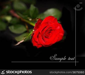 aroma, background, beautiful, beauty, blossom, bouquet, bud, card, center, close, close-up, closeup, color, delicacy, design, floral, flower, focus, fragility, fresh, gift, green, horizontal, isolate, isolated, macro, nature, one, open, petal, pink, postcard, romance, romantic, rosa, rose, shot, single, smell, soft, special, studio, style, up, white