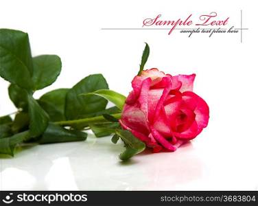 aroma, background, beautiful, beauty, blossom, bouquet, bud, card, center, close, close-up, closeup, color, delicacy, design, floral, flower, focus, fragility, fresh, gift, green, horizontal, isolate, isolated, macro, nature, one, open, petal, pink, postcard, romance, romantic, rosa, rose, shot, single, smell, soft, special, studio, style, up, white