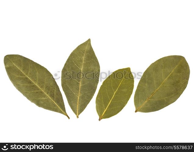 Aromatic bay leaves isolated on white background cutout