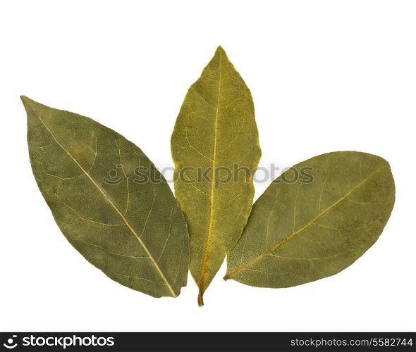 Aromatic bay leaves isolated on white background cutout