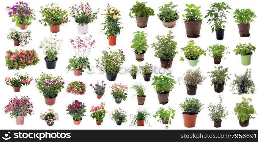 aromatic herbs and flower plants in front of white background