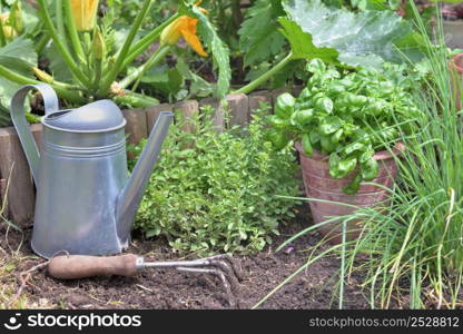 aromatic plant and basil in potted in a garden with gardening equiment on the soil . aromatic plant and basil in potted in a garden with gardening equiment