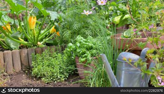aromatic plant and basil in potted in a vegetable garden