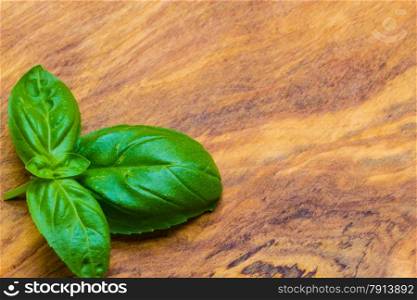 Aromatic spice. Fresh green basil leaves on rustic wooden table background. Copy space.