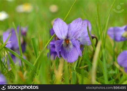 Aromatic violet