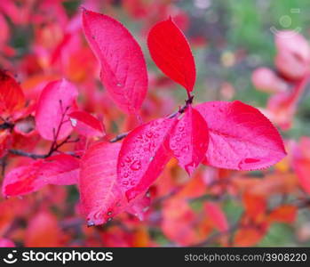 Aronia autumn leaves