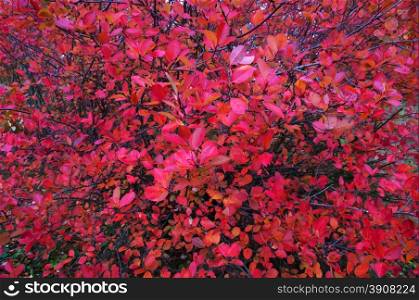 Aronia autumn leaves