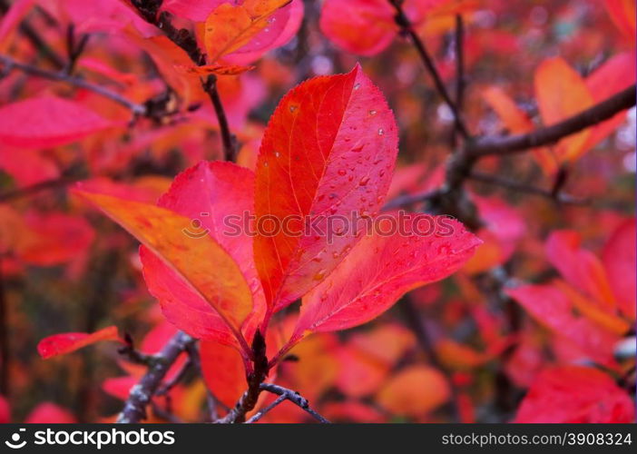 Aronia autumn leaves