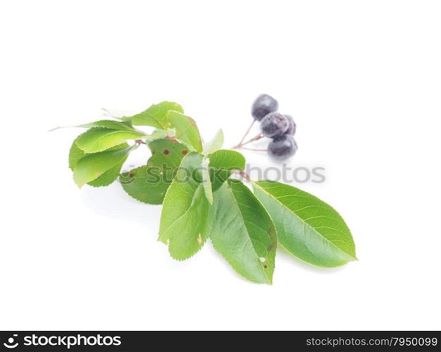 Aronia berries currants on a white background