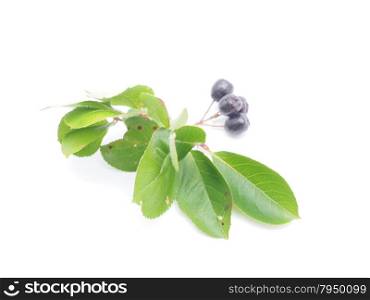 Aronia berries currants on a white background