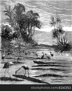 Around the world a kid paris, Hunting flamingos, vintage engraved illustration. Journal des Voyages, Travel Journal, (1879-80).