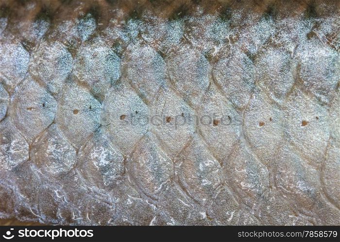 Arowana Scale, Scales of fresh water fish close up