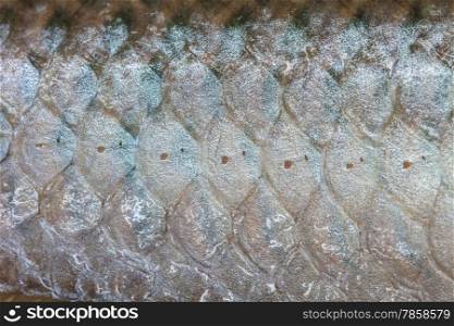 Arowana Scale, Scales of fresh water fish close up