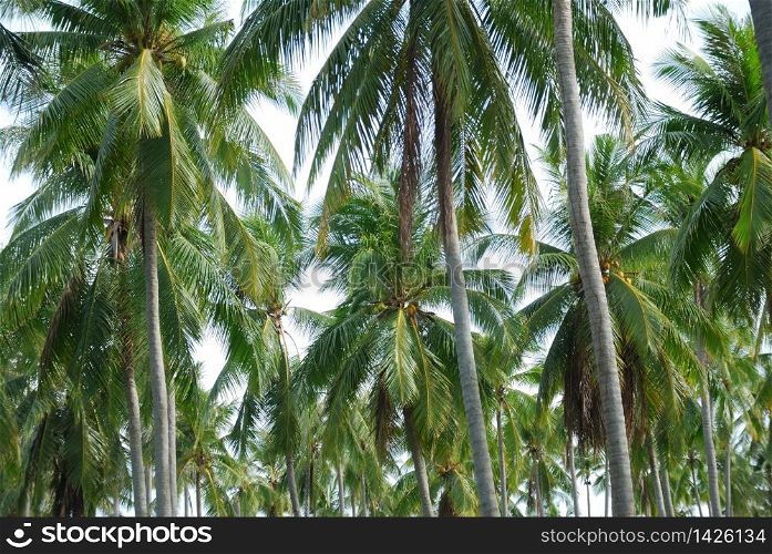 Arranged in a row, the coconut trees, green Leaves