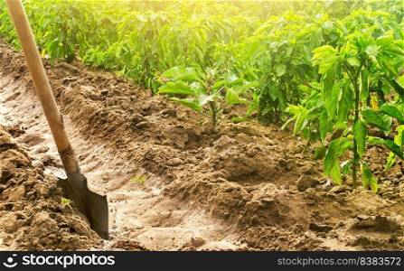 Arrangement digging of a canal irrigation system on a paprika pepper plantation. Growing organic food vegetables on a farm field. Water supply to plants in agriculture. Cultivation, care for plants.