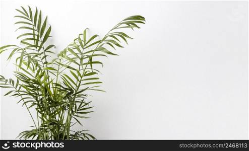 arrangement green plant with copy space