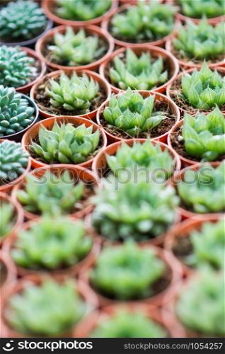 Arrangement miniature green succulent plants top view