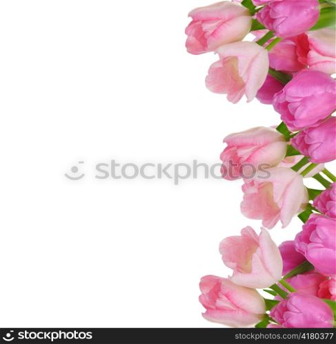 arrangement of fresh pink tulips for frame