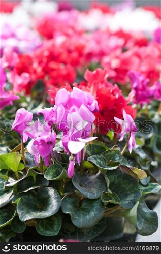 arrangement of Red and pink cyclamen flowers