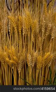 arrangement of Wheat ears , close up shot