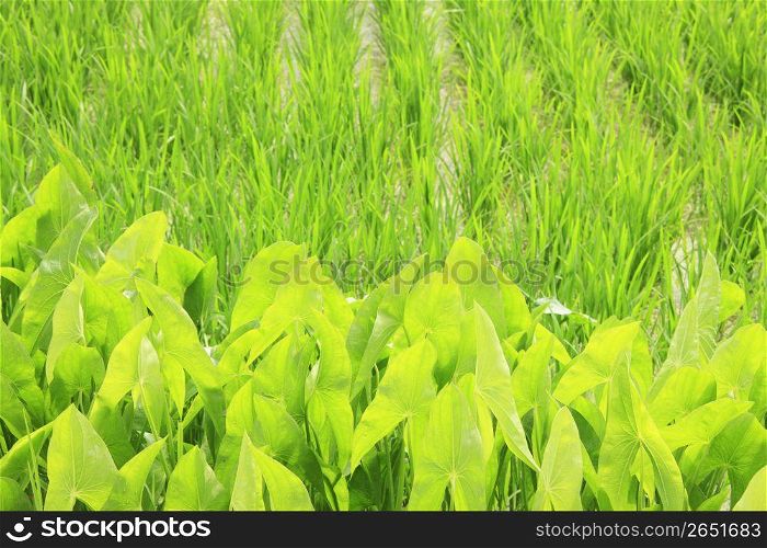 Arrowhead and Rice field