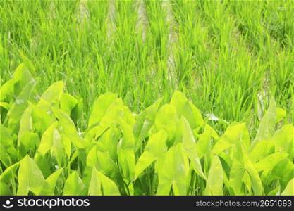 Arrowhead and Rice field