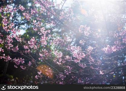 Art transparent, blooming sakura cherry in the branches of trees, pink flowers in full bloom. Spring blossom. Bright sunbeam with lens flare. Selective focus.