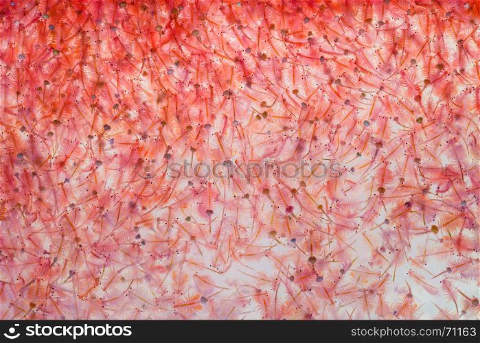 Artemia plankton Brine shrimp