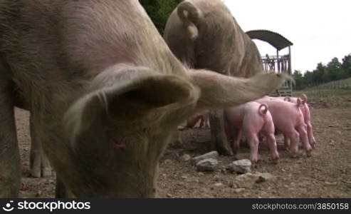 Artgerecht gehaltene Schweine und Ferkel