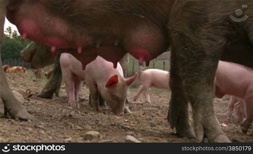 Artgerecht gehaltene Schweine und Ferkel
