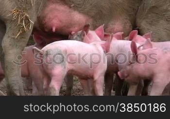 Artgerecht gehaltene Schweine und Ferkel