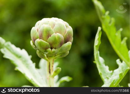 Artichoke on a bush