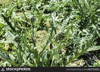 Artichoke plantation. Sunlight. Close up artichoke
